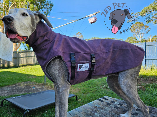 Old grey great dane wearing dog coat jacket with turtleneck and quick release buckles