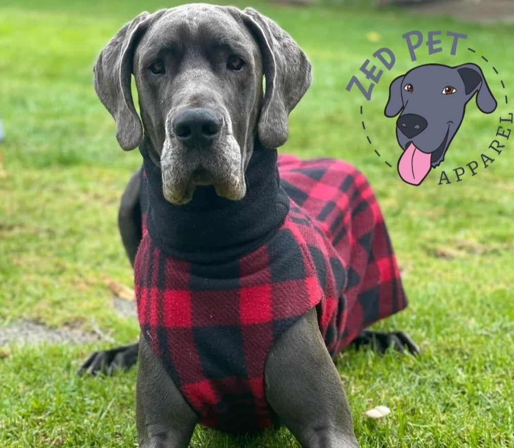 Great Dane wearing a red plaid coat in a grassy field