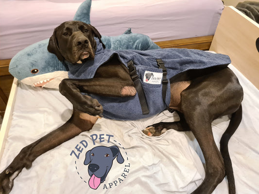 Great dane wearing navy blue dog jacket with clips