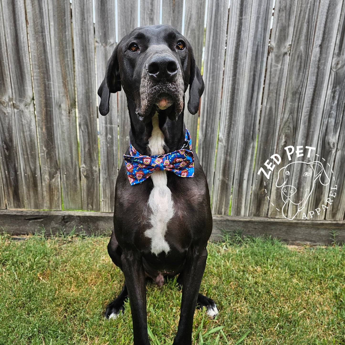 Black great dane with white chest wearing blue collar with bow tie and bubble o bill print