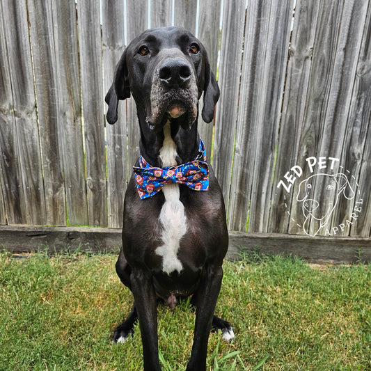 Black great dane with white chest wearing blue collar with bubble o bill print