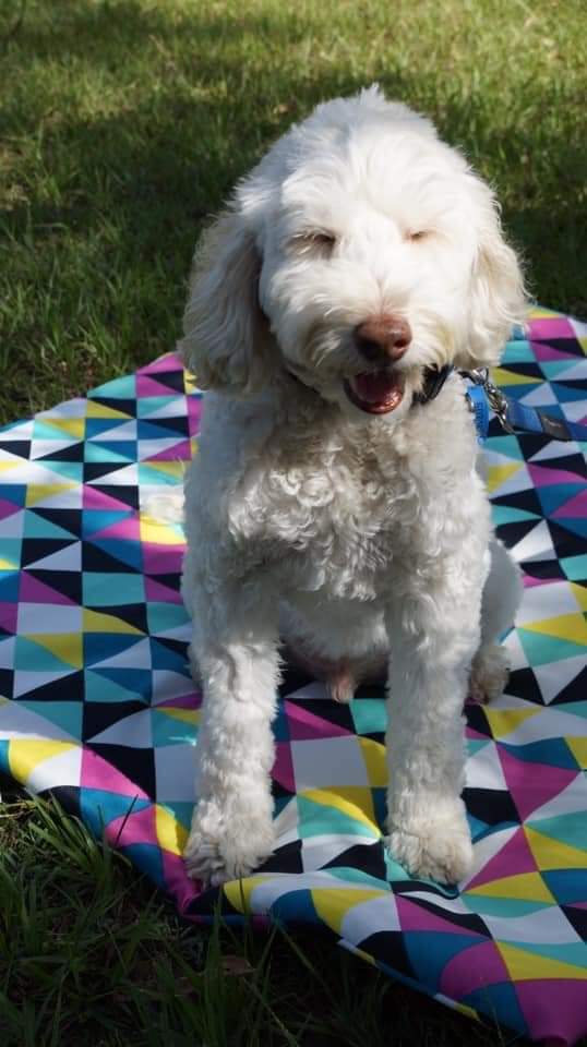 Training Mat with Removable Cover - Medium (60cm)